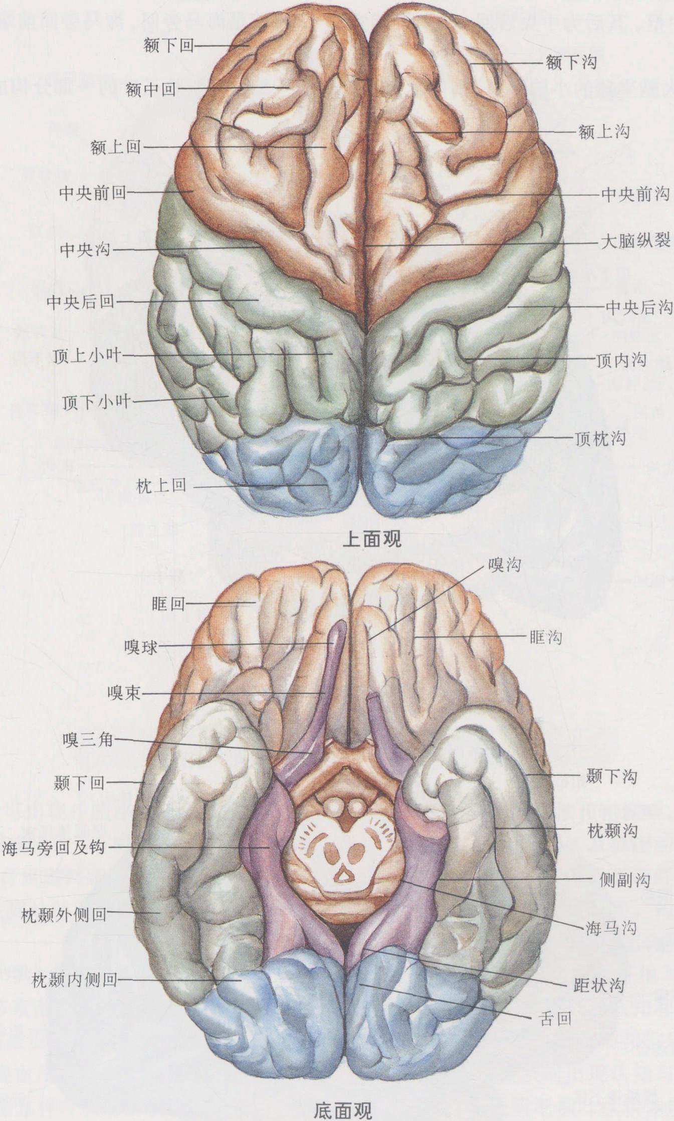 339.脑 (内侧面观)-系统解剖学-医学